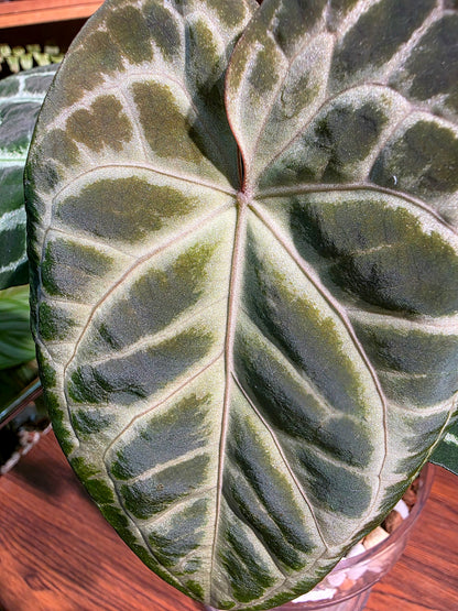 Anthurium crystallinum x silver blush