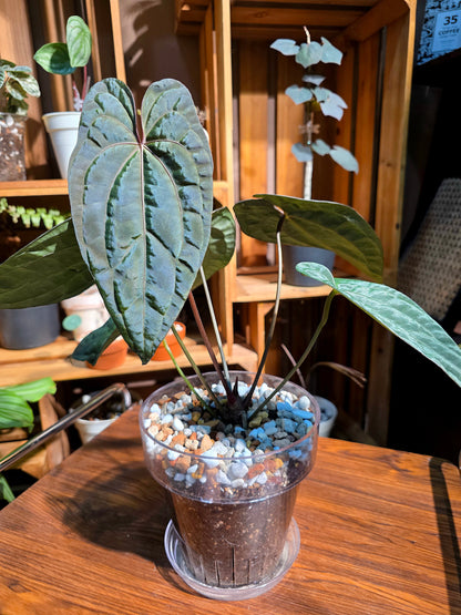 Anthurium aos x dark phoenix red vein