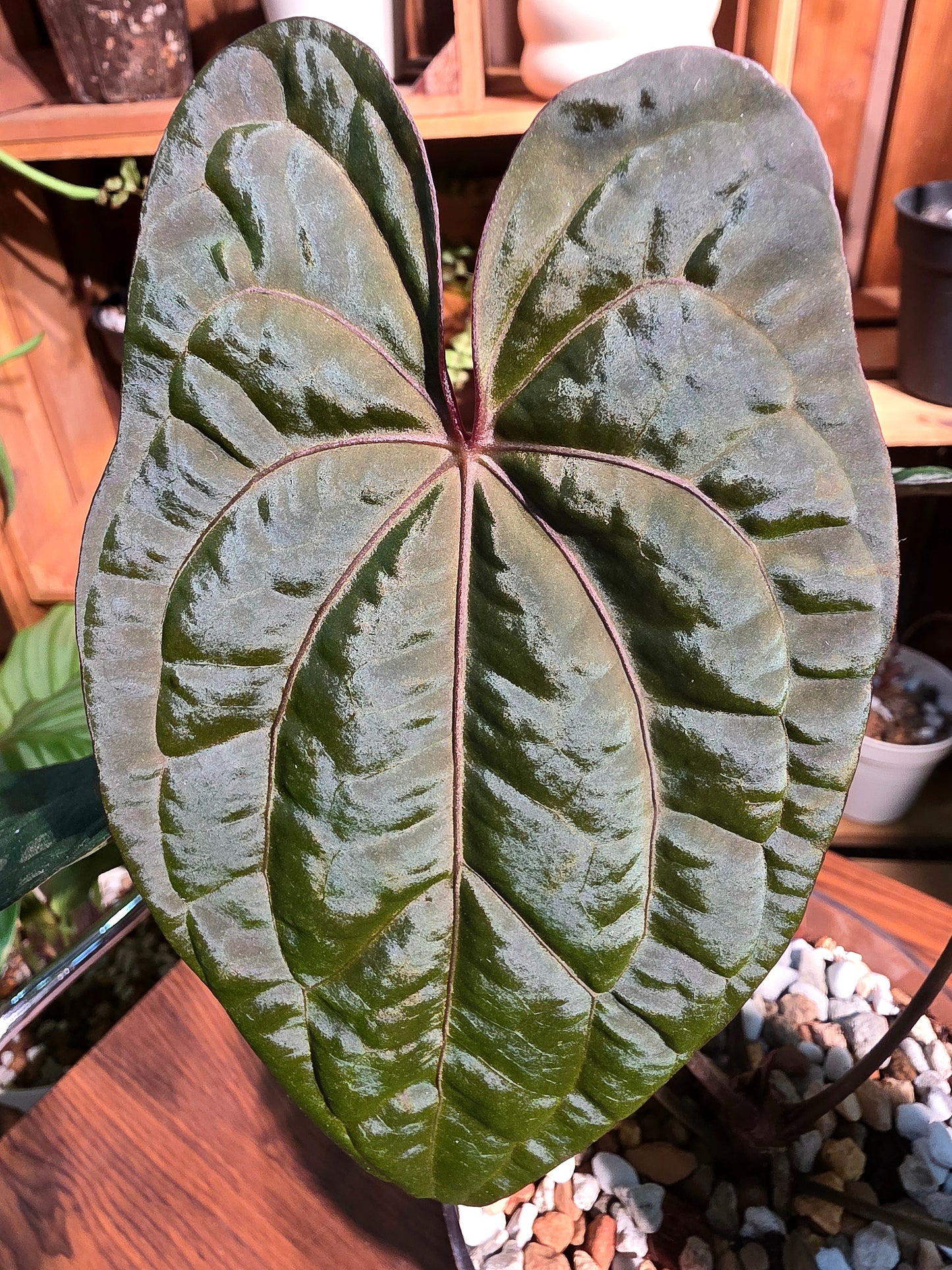 Anthurium aos x dark phoenix red vein
