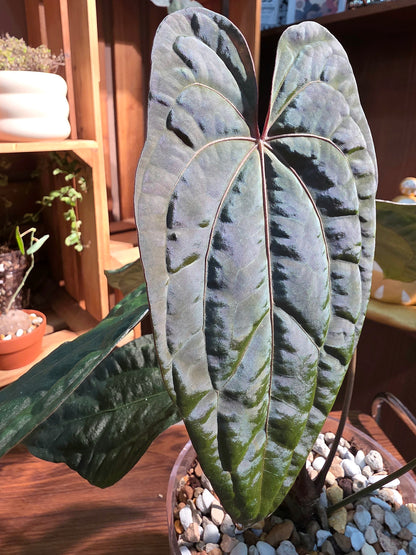 Anthurium aos x dark phoenix red vein