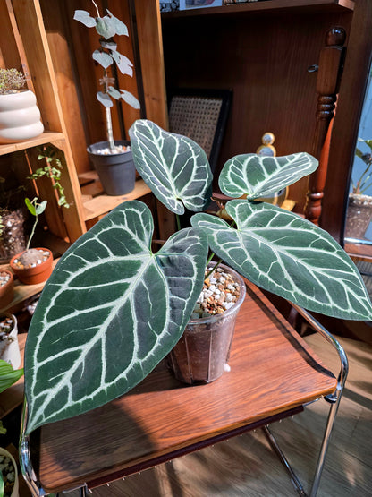 Anthurium crystallinum 水晶花燭