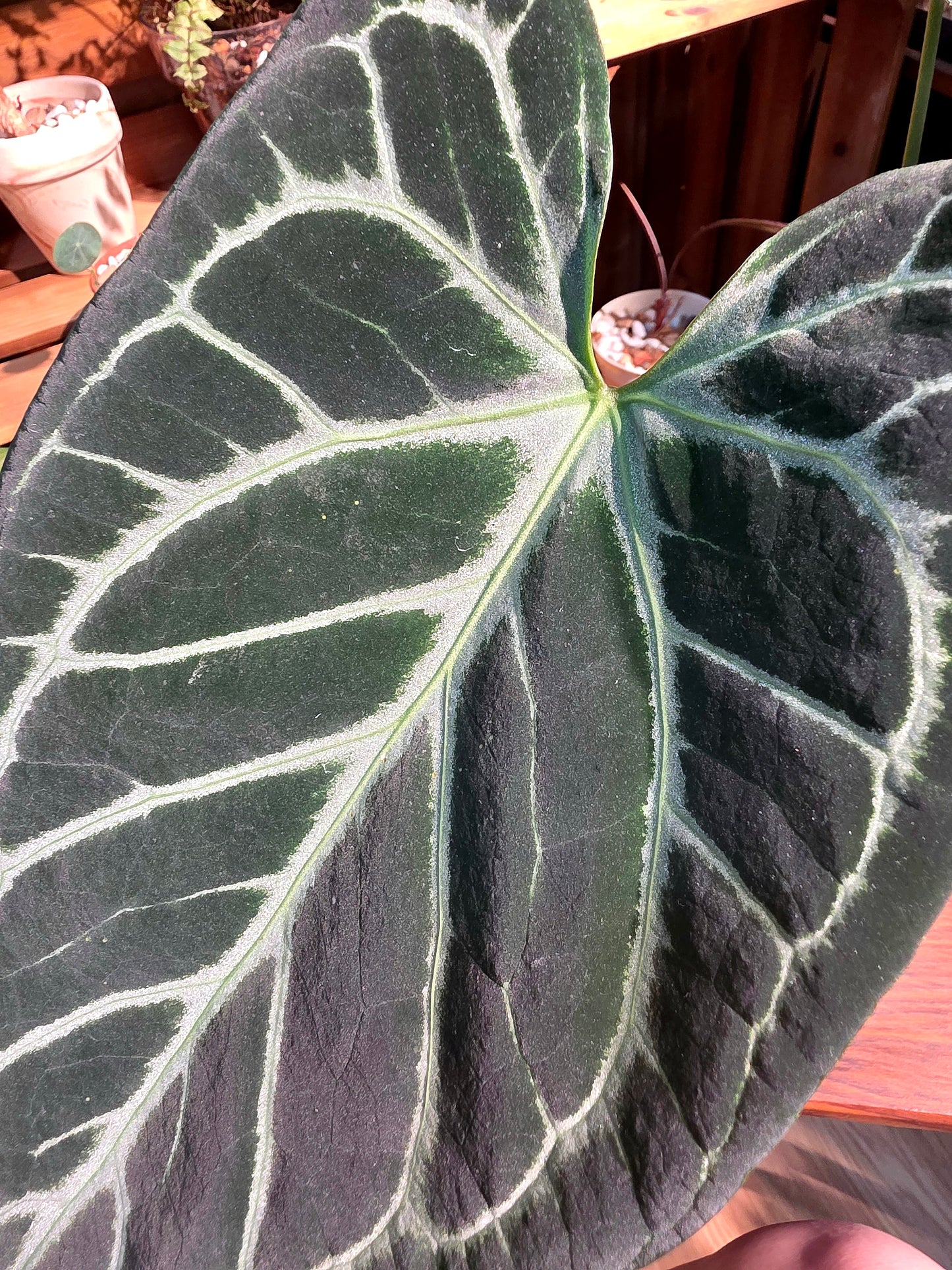 Anthurium crystallinum 水晶花燭