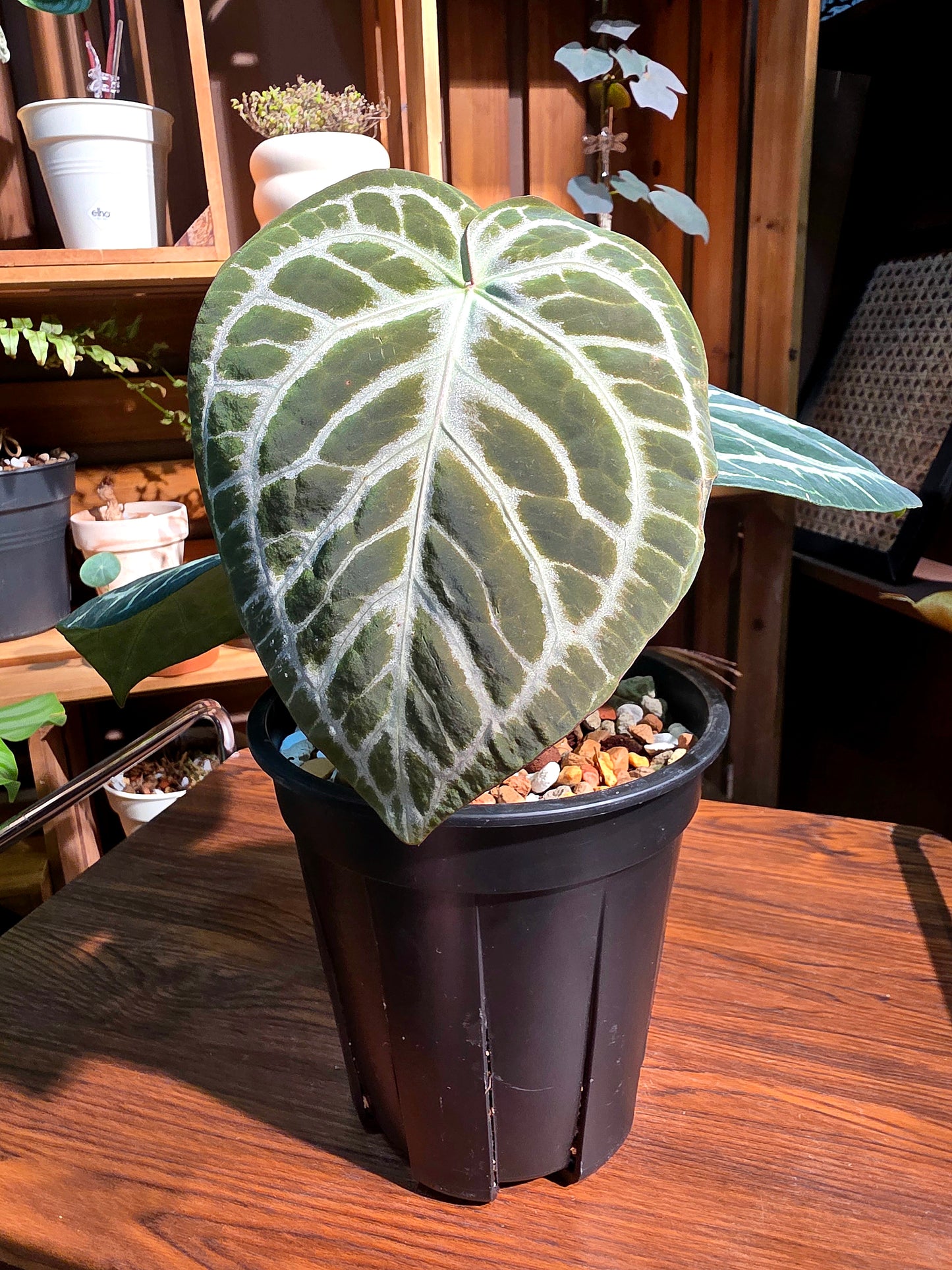 Anthurium red crystallinum x dorayaki