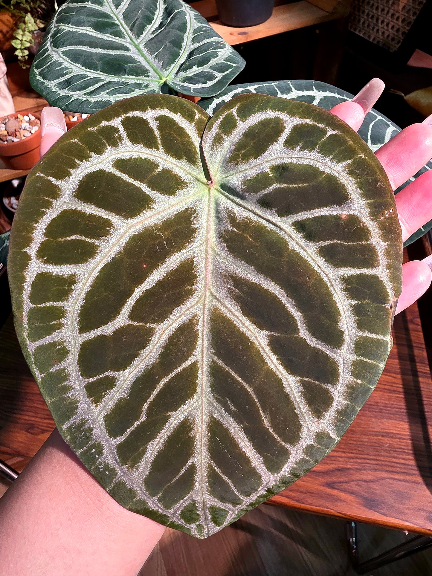 Anthurium red crystallinum x dorayaki