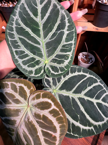 Anthurium red crystallinum x dorayaki