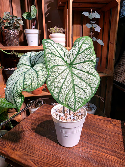 Caladium 白色聖誕彩葉芋
