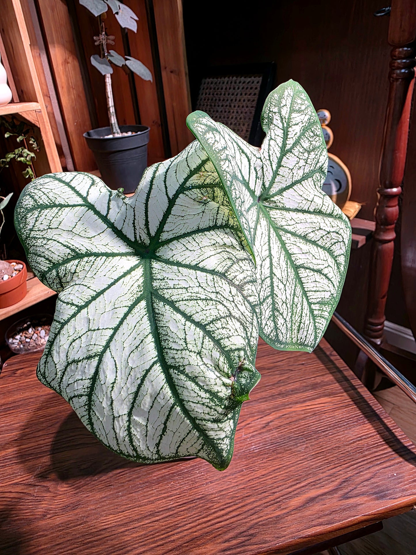 Caladium 白色聖誕彩葉芋