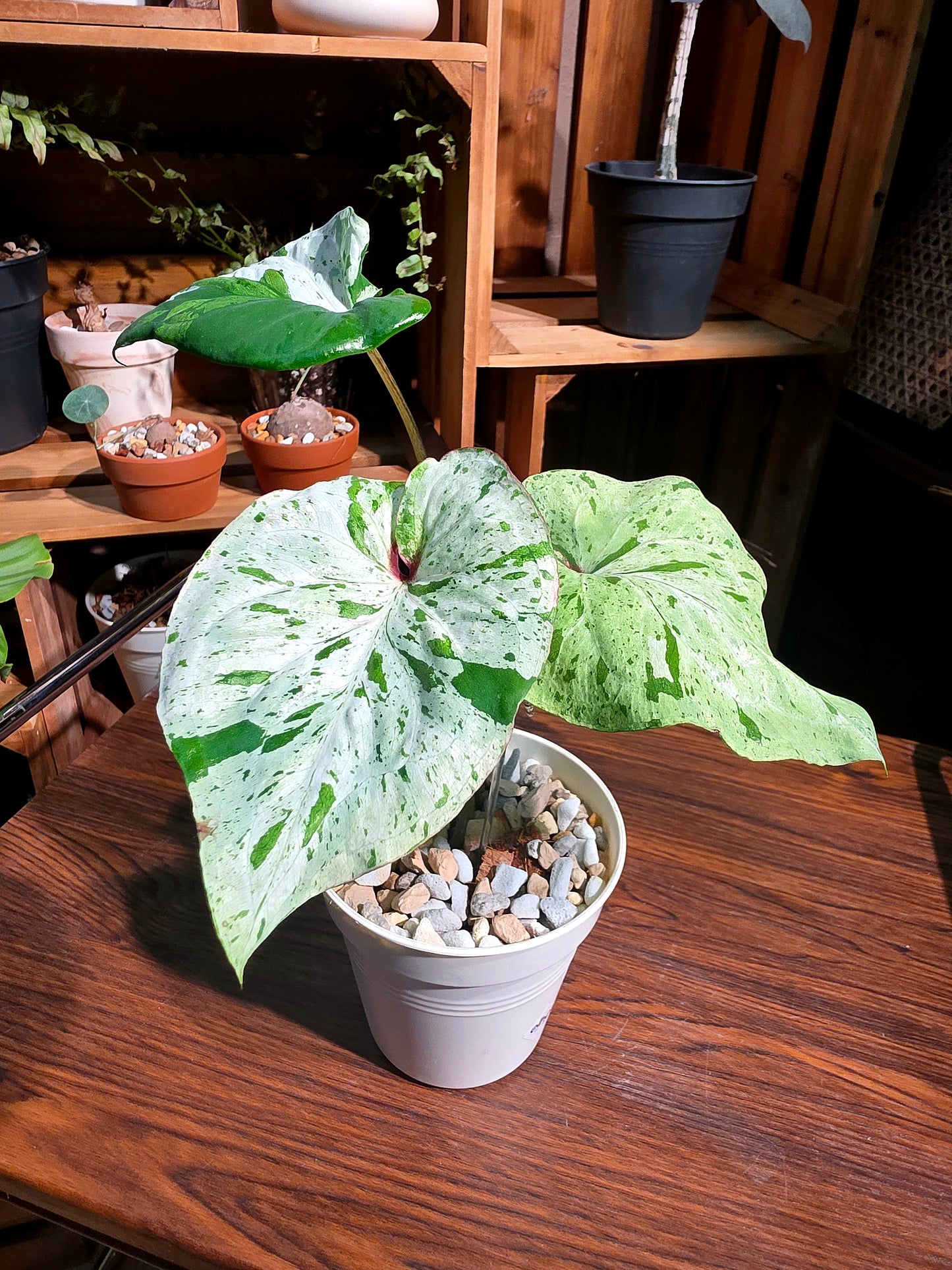 Caladium variagata 斑葉彩葉芋