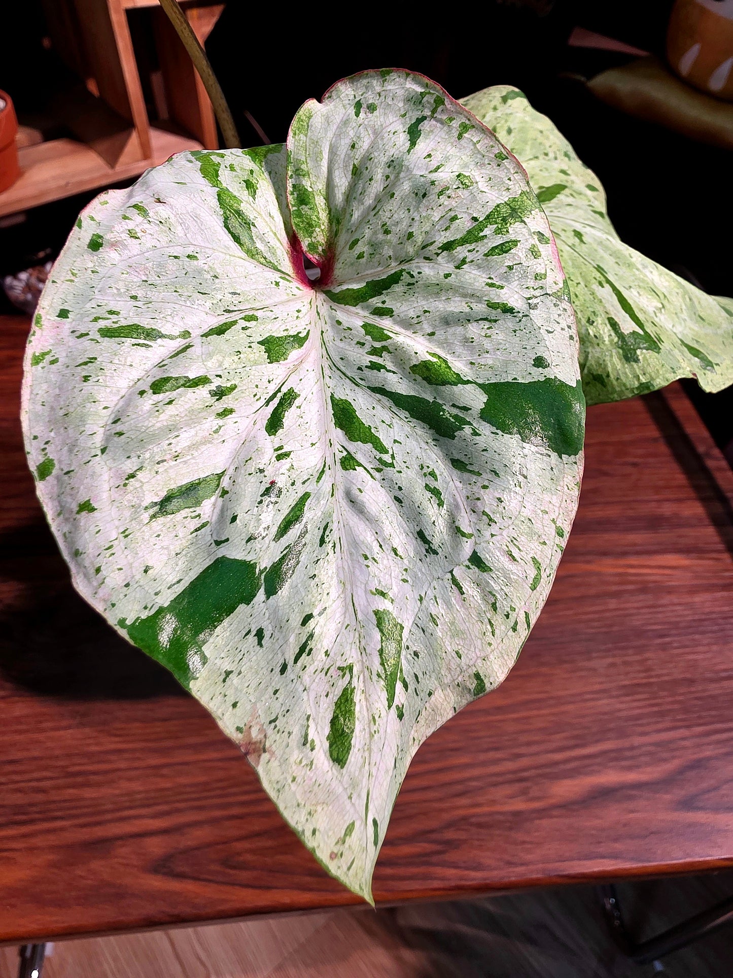 Caladium variagata 斑葉彩葉芋