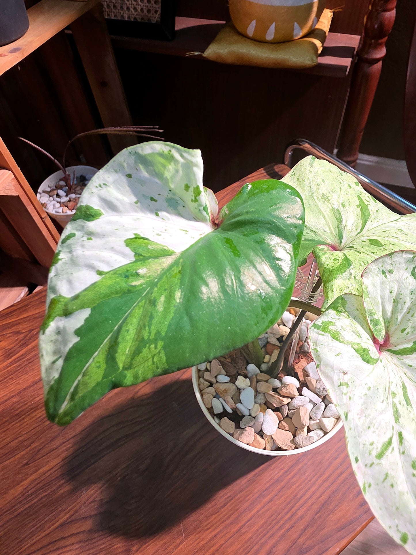 Caladium variagata 斑葉彩葉芋