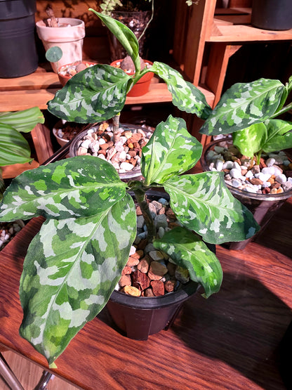 Aglaonema pictum tricolor 迷彩粗肋草
