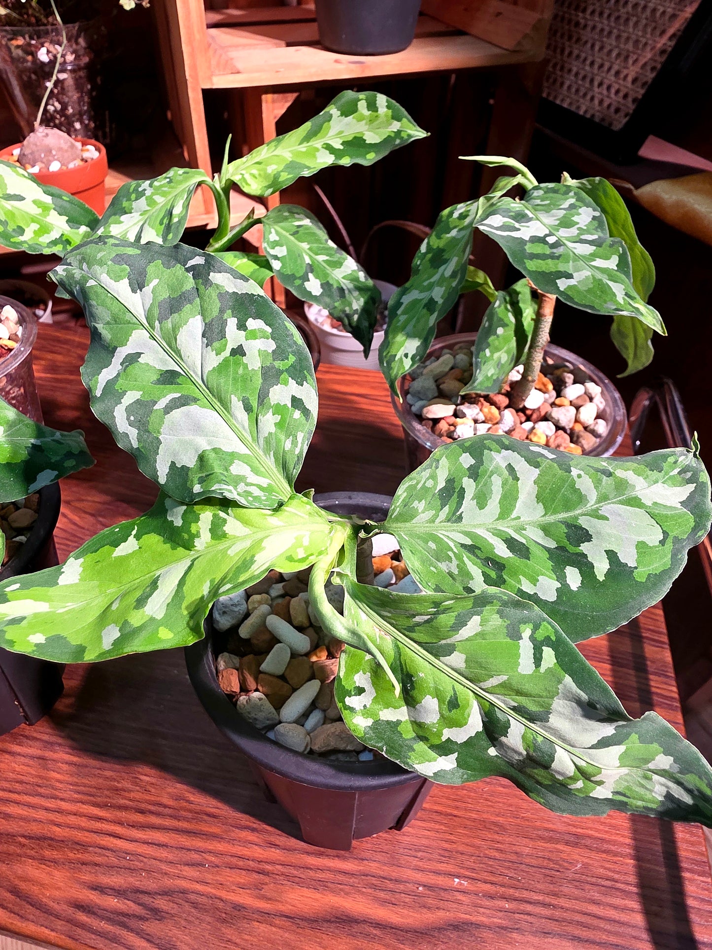 Aglaonema pictum tricolor 迷彩粗肋草