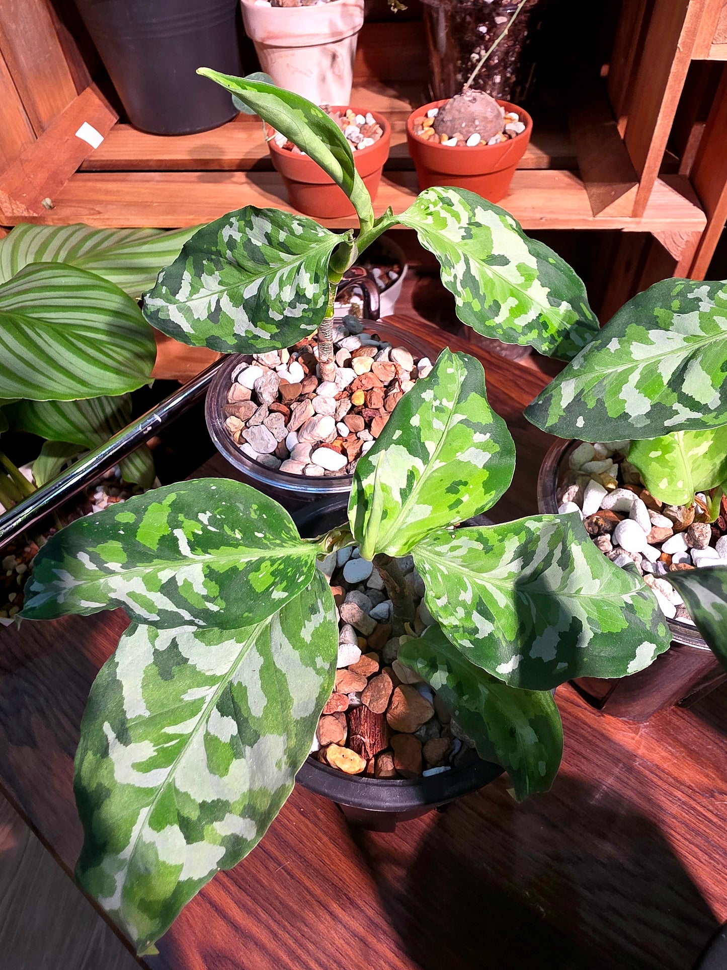 Aglaonema pictum tricolor 迷彩粗肋草