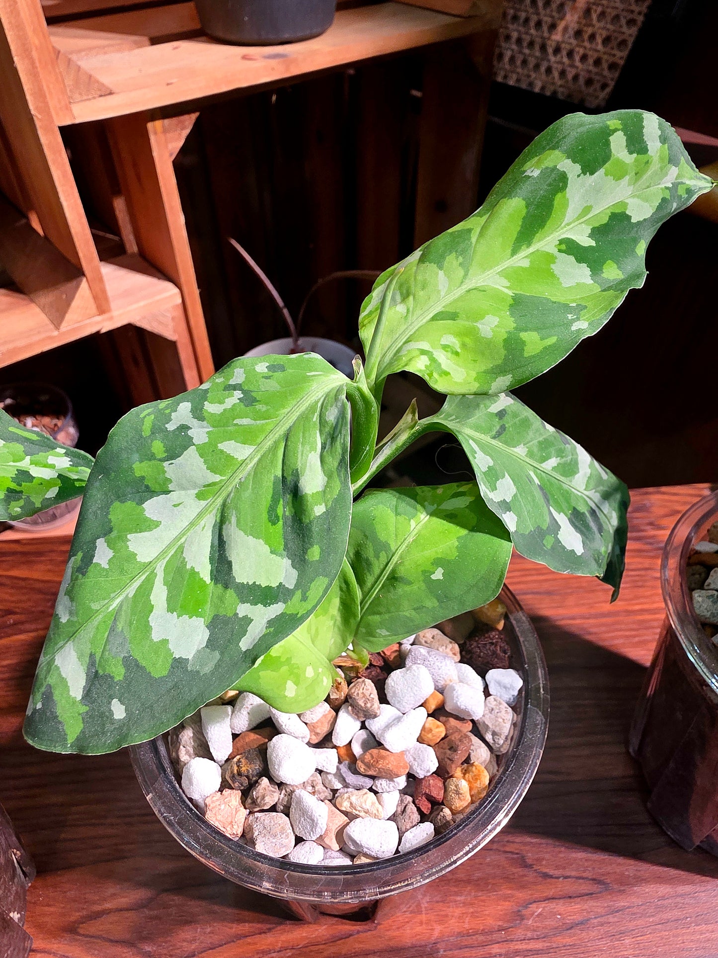 Aglaonema pictum tricolor 迷彩粗肋草