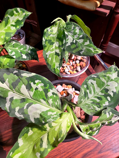 Aglaonema pictum tricolor 迷彩粗肋草