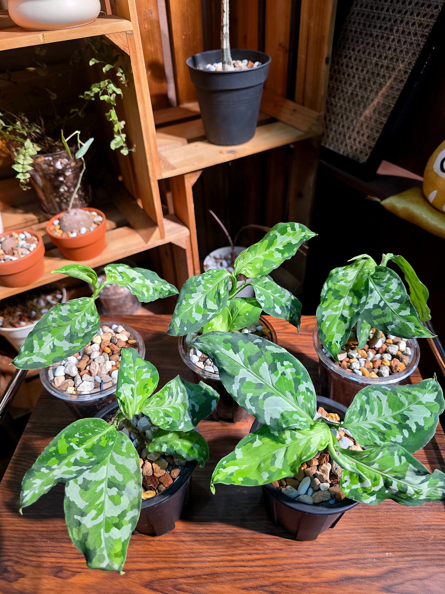 Aglaonema pictum tricolor 迷彩粗肋草