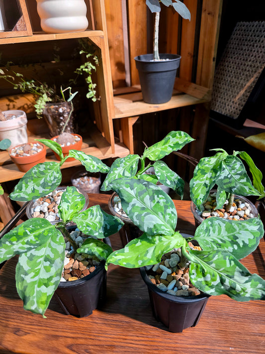 Aglaonema pictum tricolor 迷彩粗肋草