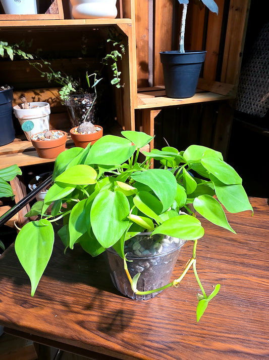 Philodendron lemon lime 檸檬汁蔓綠絨