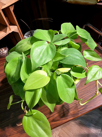 Philodendron lemon lime 檸檬汁蔓綠絨