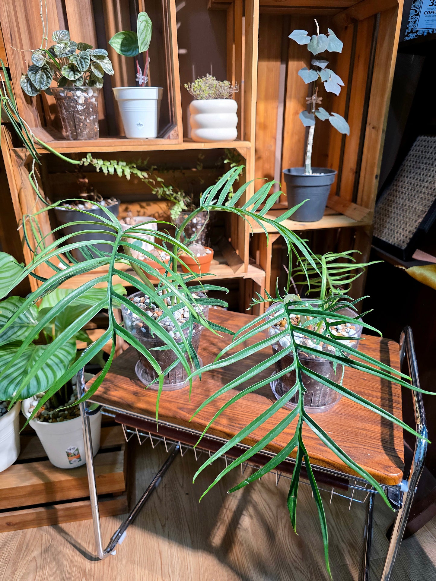 Philodendron tortum 魚骨蔓綠絨