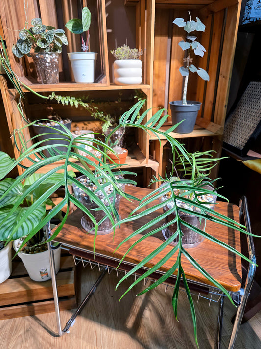 Philodendron tortum 魚骨蔓綠絨