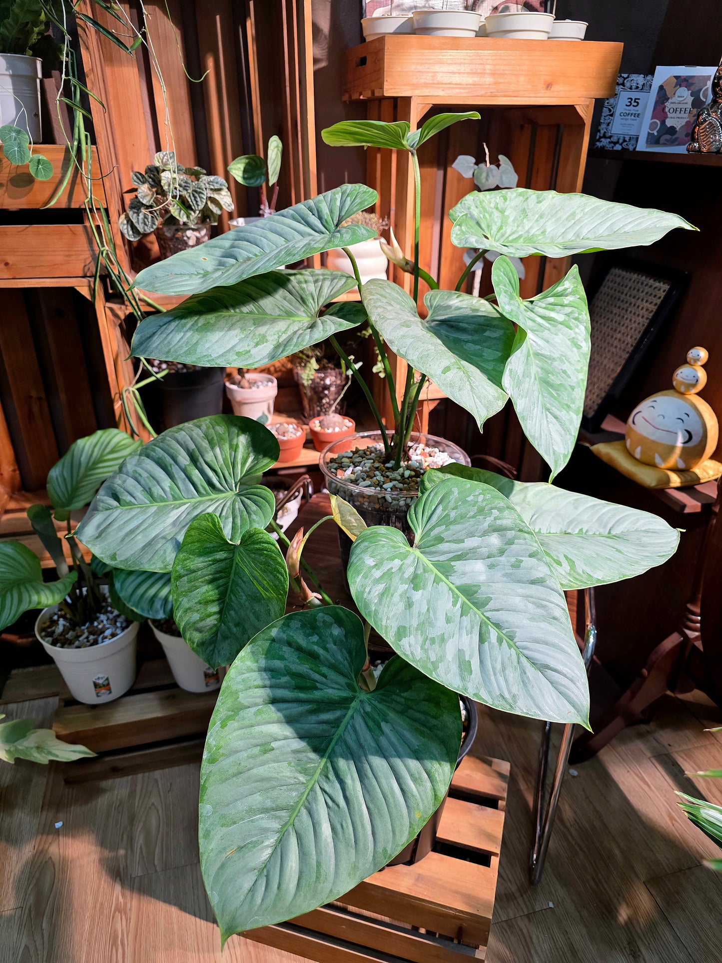 Philodendron sodiroi 索迪羅蔓綠絨