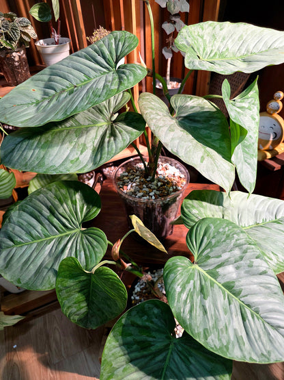 Philodendron sodiroi 索迪羅蔓綠絨