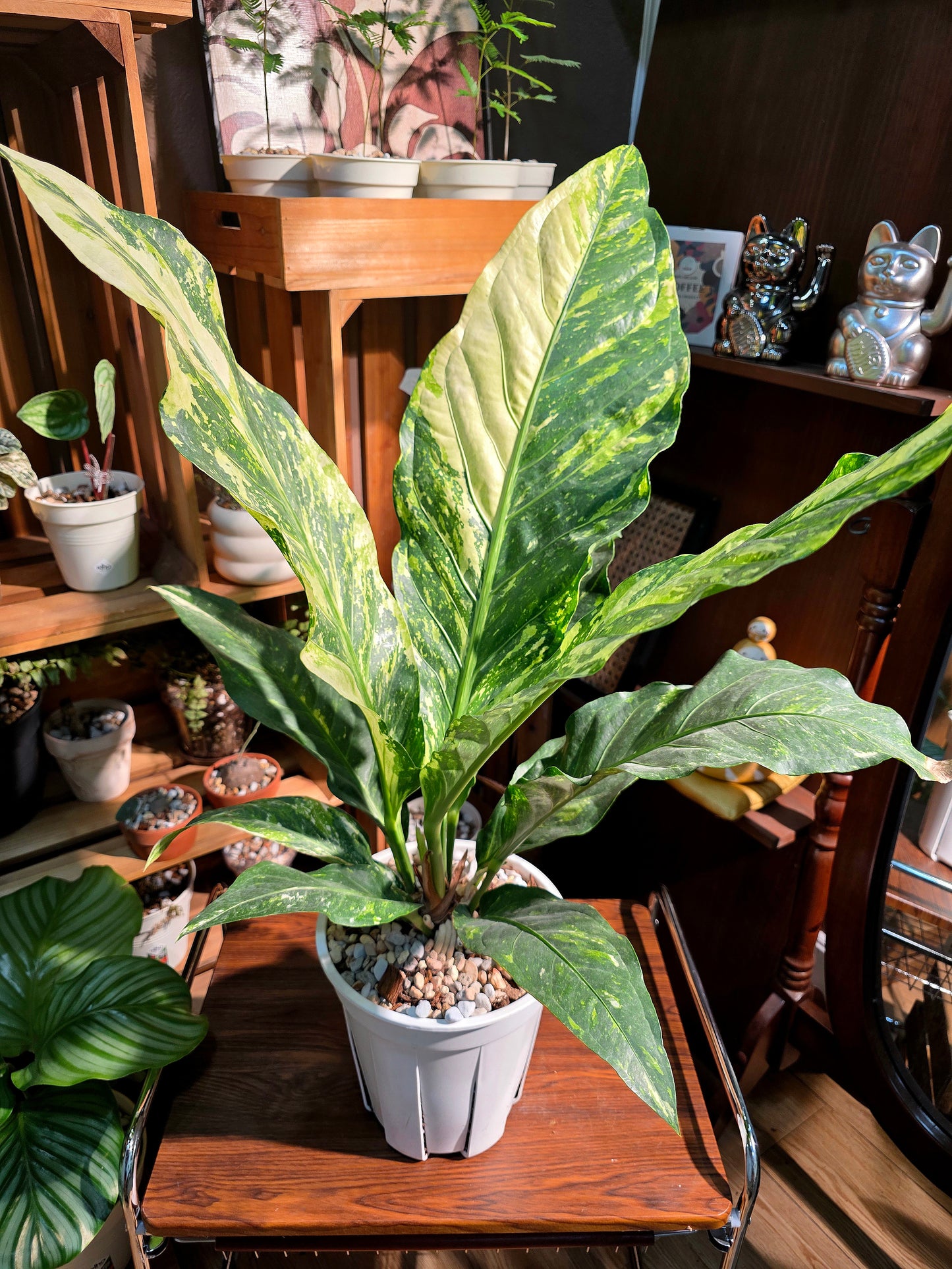 Anthurium hookleri variegated 斑葉鳥巢花燭