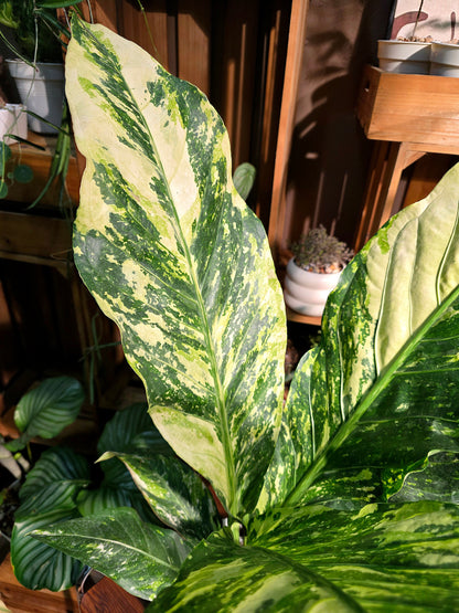 Anthurium hookleri variegated 斑葉鳥巢花燭