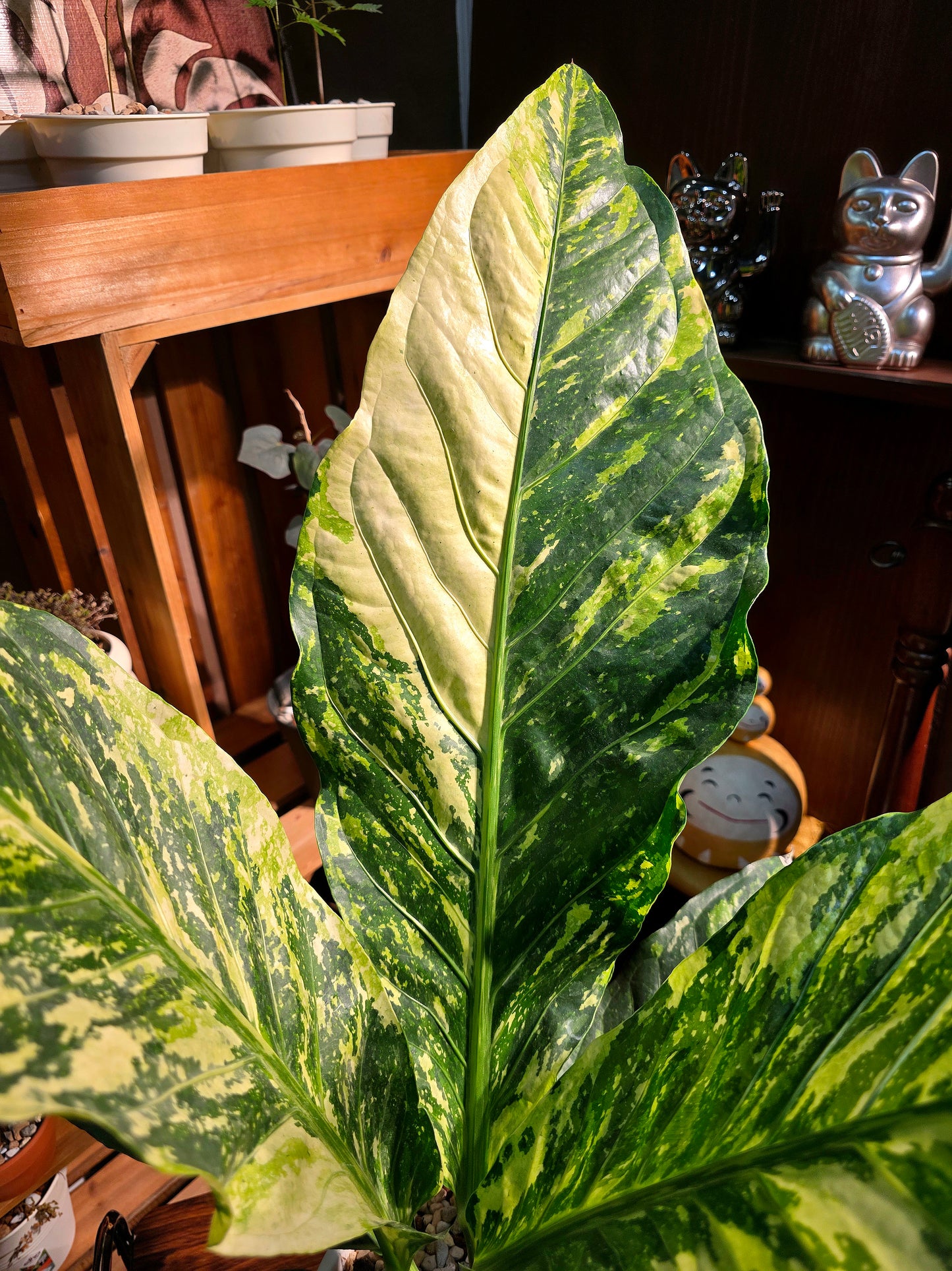 Anthurium hookleri variegated 斑葉鳥巢花燭