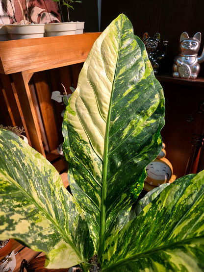 Anthurium hookleri variegated 斑葉鳥巢花燭