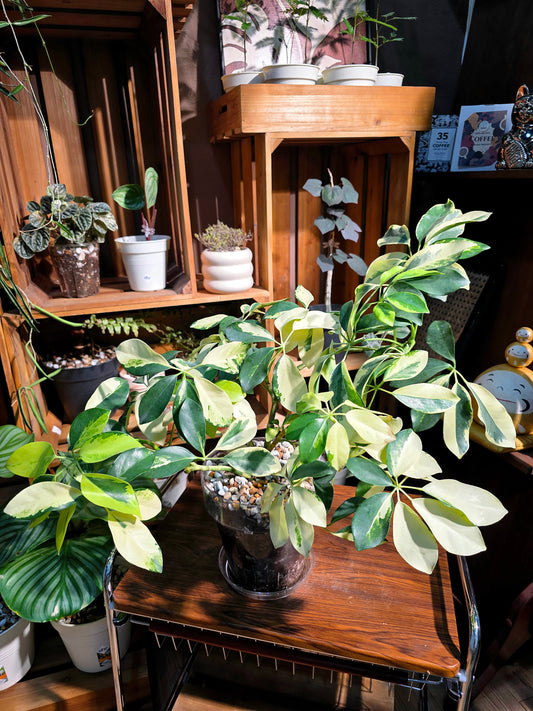 Schefflera odorata variegata 斑葉鴨腳木