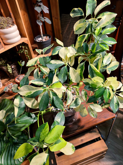 Schefflera odorata variegata 斑葉鴨腳木