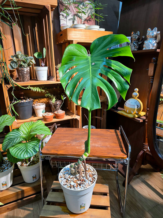 Monstera deliciosa 老樁龜背竹