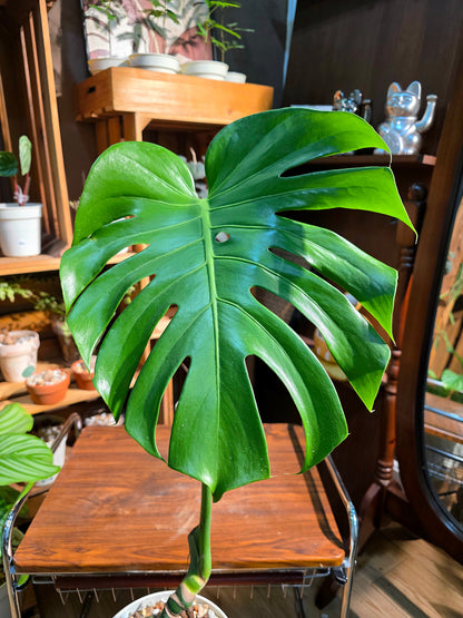 Monstera deliciosa 老樁龜背竹
