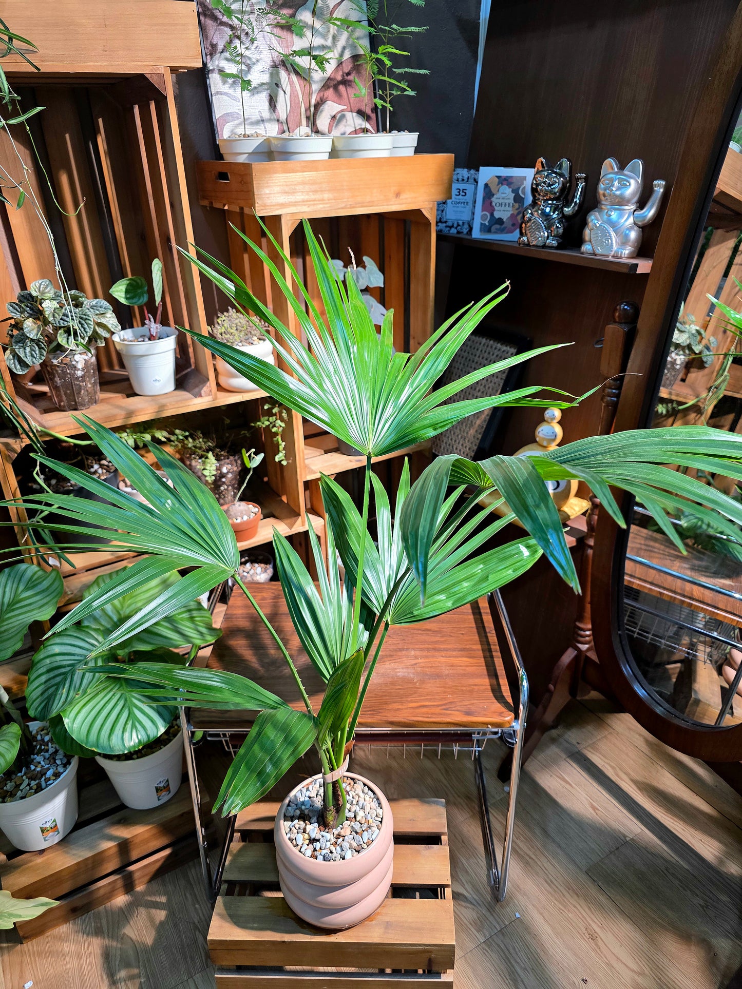 Livistona chinensis 蒲葵