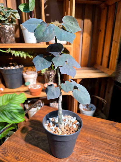 Adenia stylosa 紅葉西番蓮