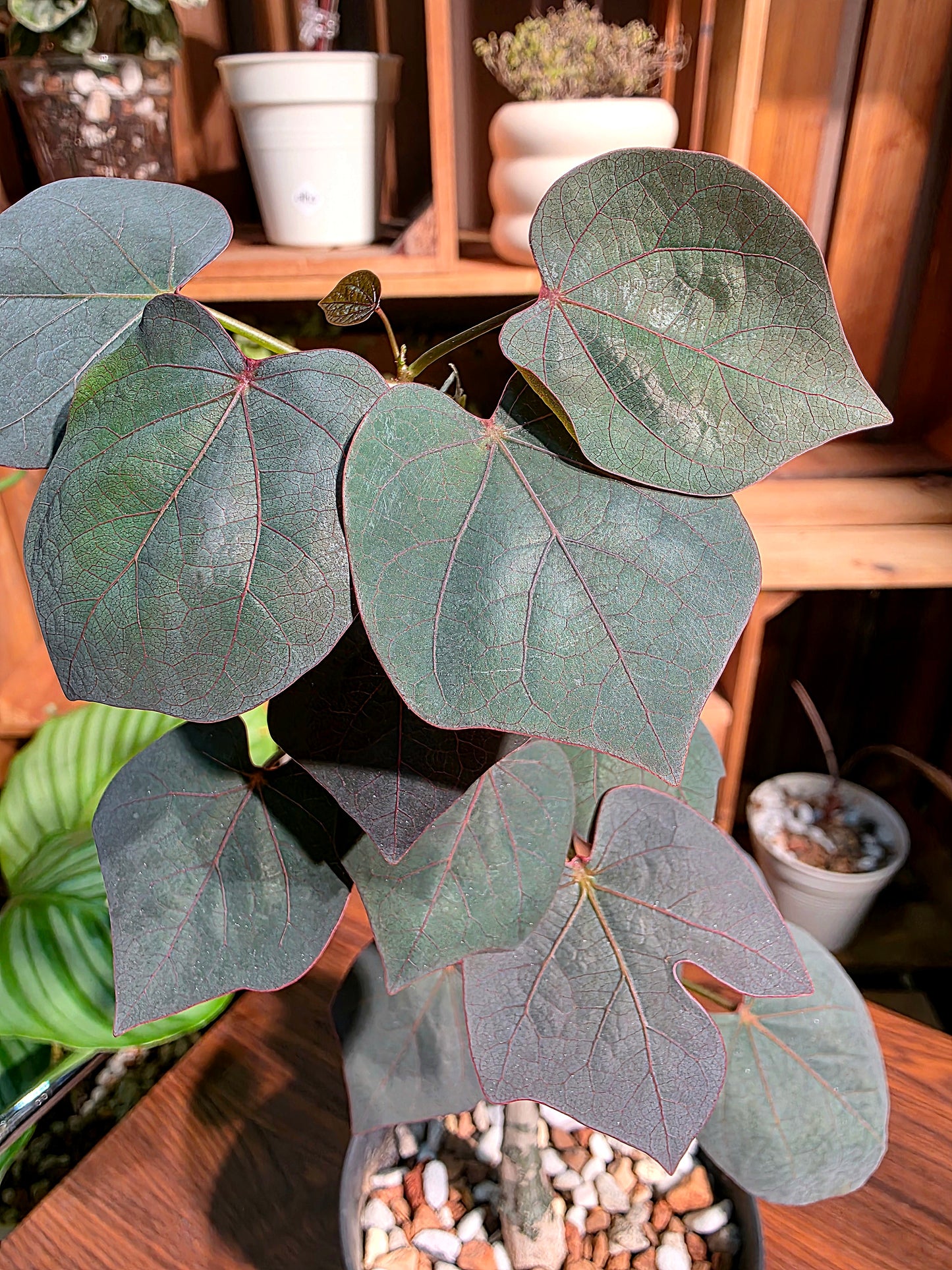 Adenia stylosa 紅葉西番蓮