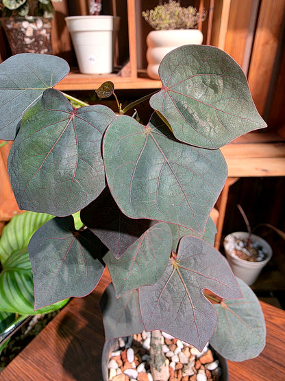 Adenia stylosa 紅葉西番蓮