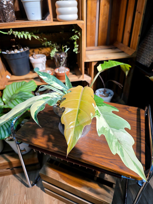 Philodendron caramel marble variegated 焦糖大理石蔓綠絨