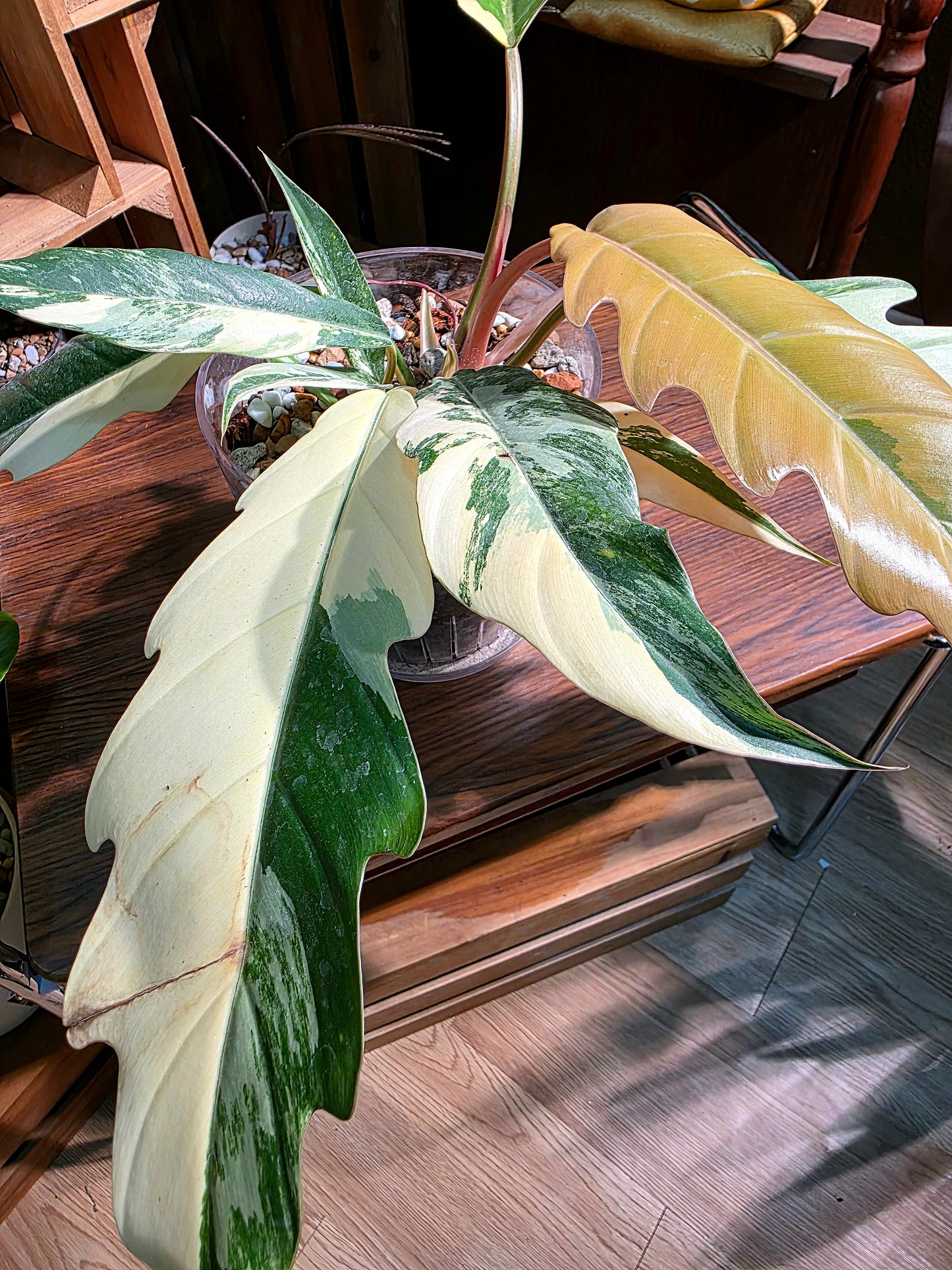 Philodendron caramel marble variegated 焦糖大理石蔓綠絨