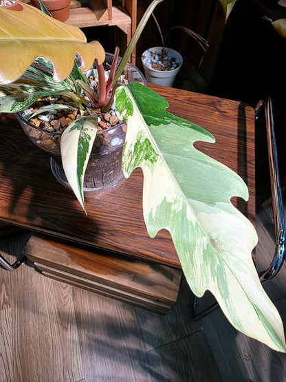 Philodendron caramel marble variegated 焦糖大理石蔓綠絨