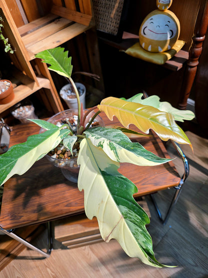 Philodendron caramel marble variegated 焦糖大理石蔓綠絨