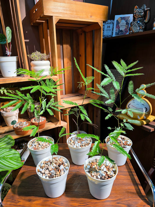 Cojoba arborea 小豆樹