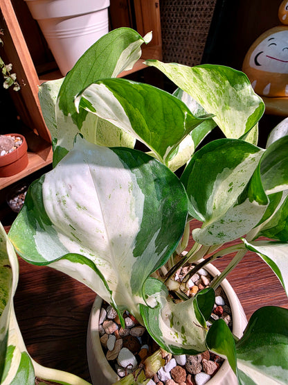 Manjula pothos happy leaf 快樂葉子