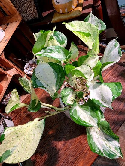 Manjula pothos happy leaf 快樂葉子