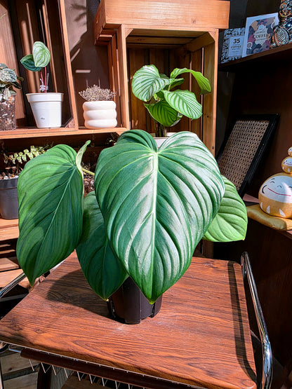 Philodendron mcdowell 大麥克蔓綠絨