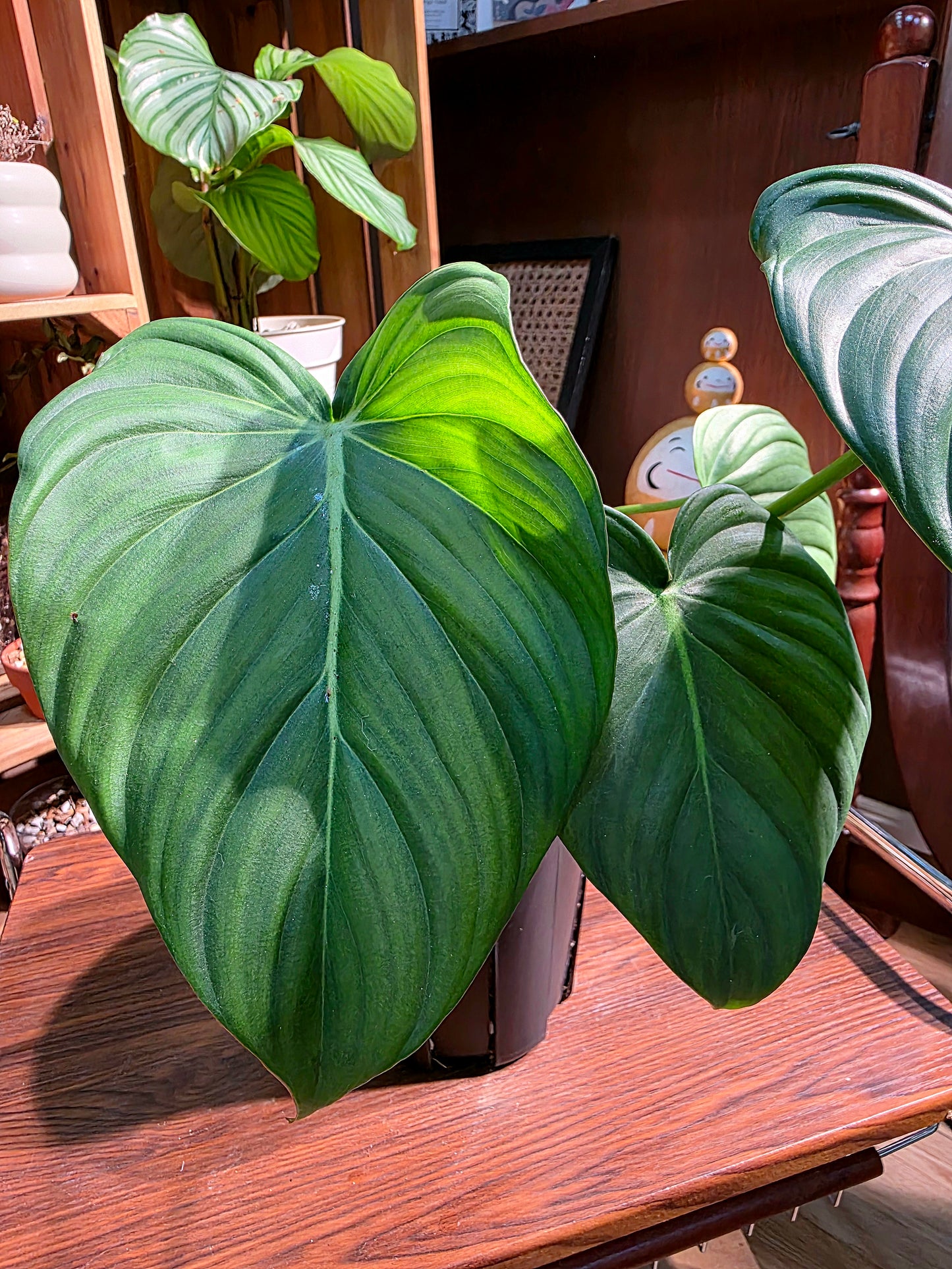 Philodendron mcdowell 大麥克蔓綠絨