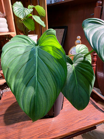 Philodendron mcdowell 大麥克蔓綠絨