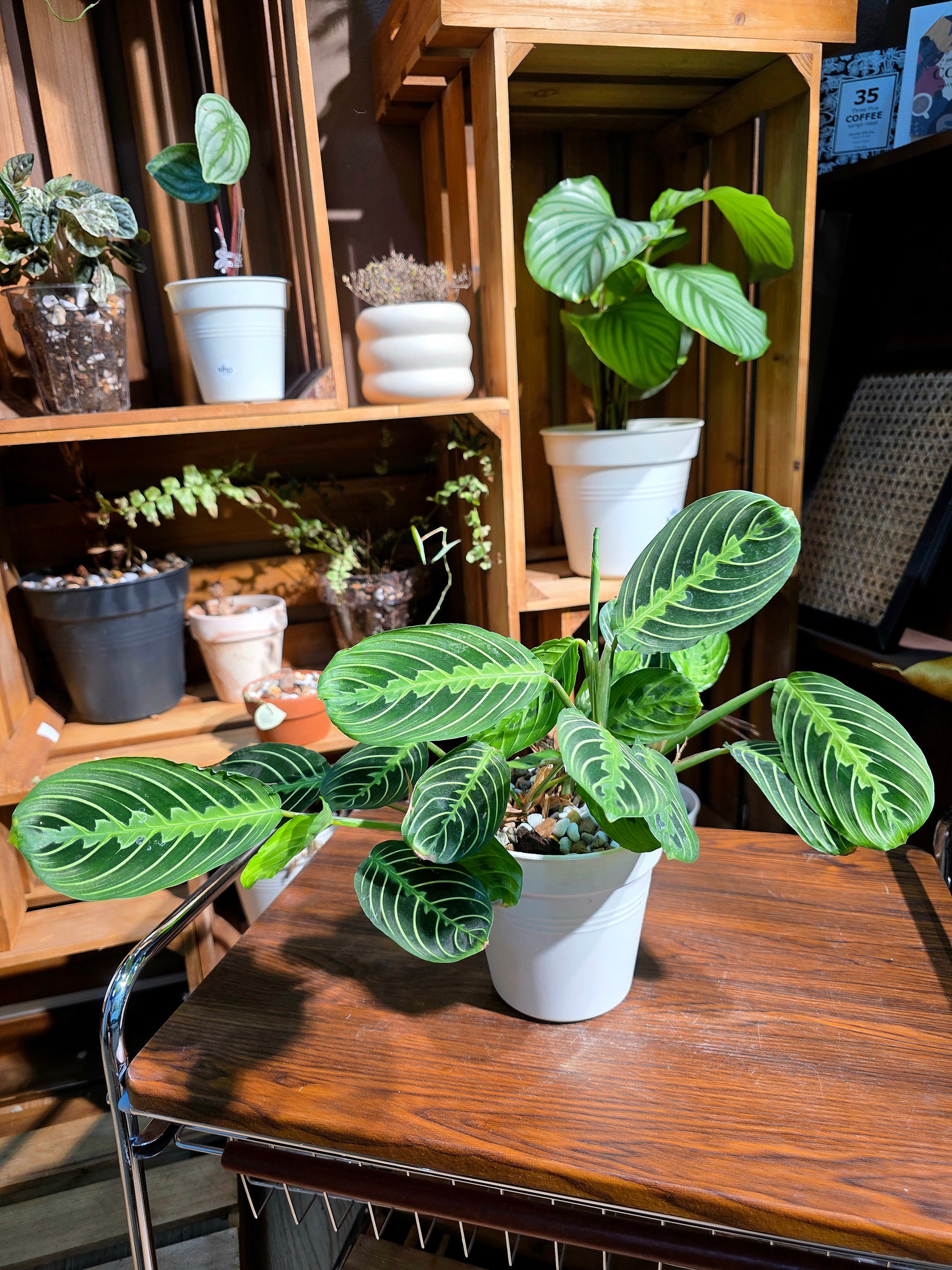 Maranta leuconeura lemon lime 檸檬竹芋